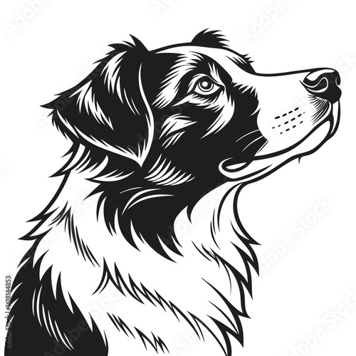 black and white dog