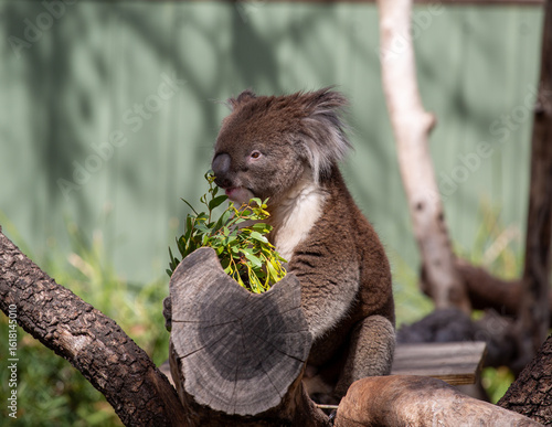 Canvas Print Koala, Australia