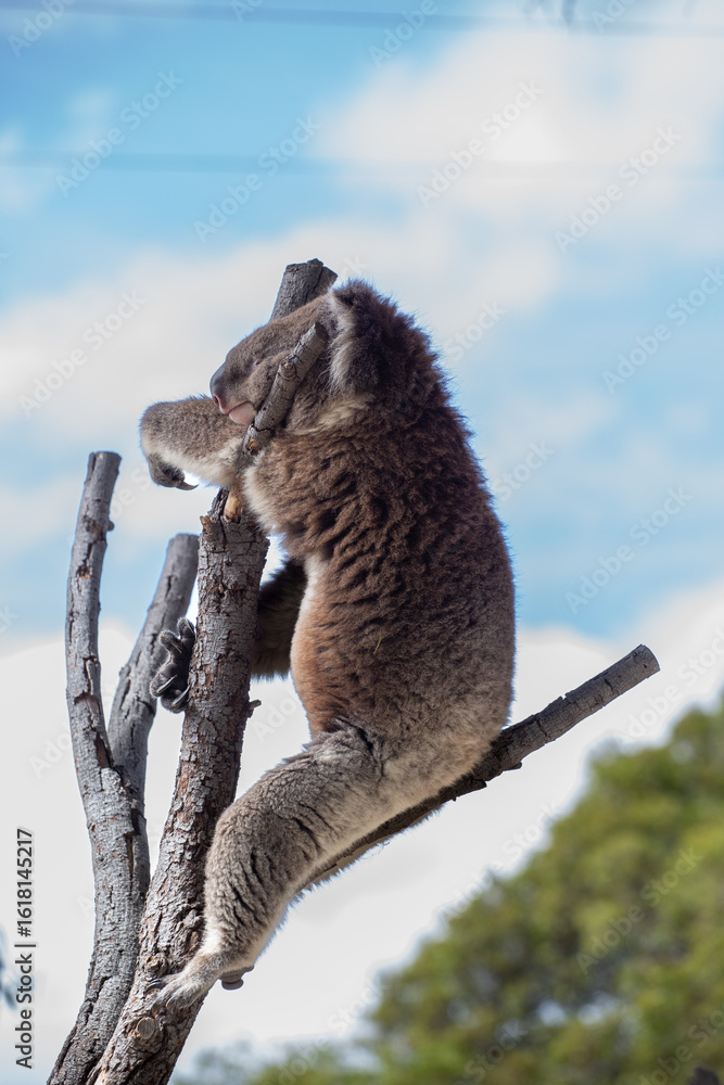 Obraz premium Koala, Australia