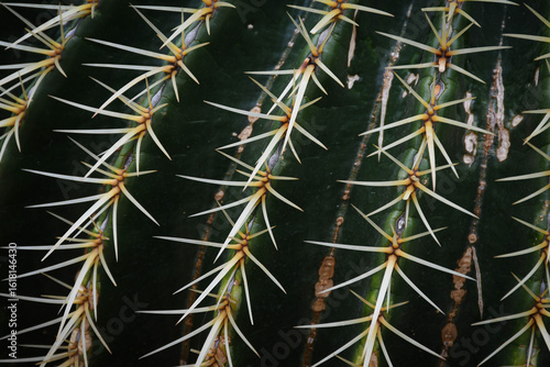 Close up of cactus macro