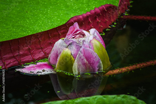 Pink rose bud water lily on pond