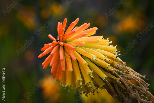 Colourful flower on a green background