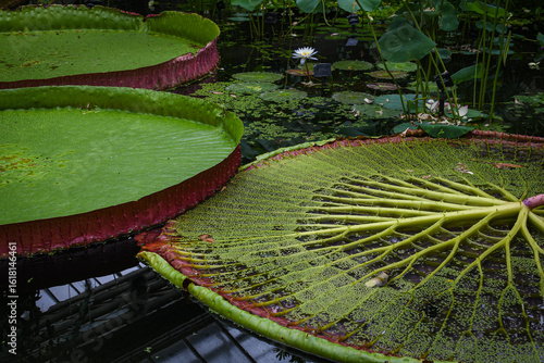 Water lilies in the garden