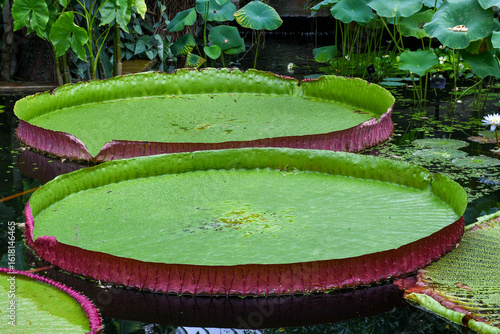 Water lilies in the pond