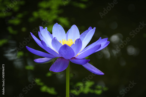 Purple water lily on a green background