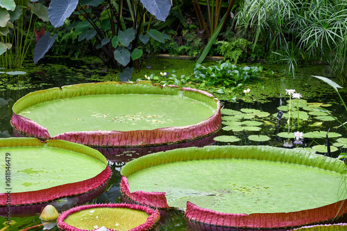 Water lilies in the garden