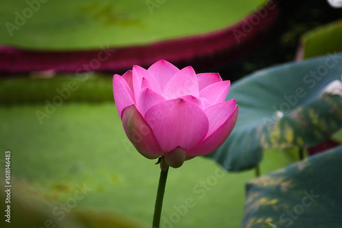 Pink water lily on pond