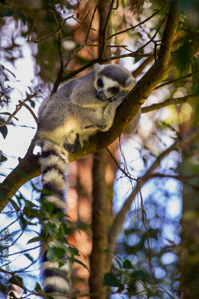Obraz premium Lemur, Australia Zoo, Australia