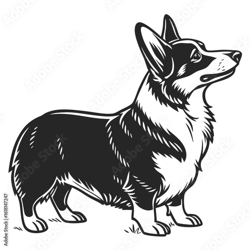 black and white dog