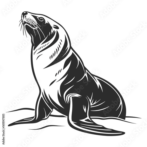 black sea lion