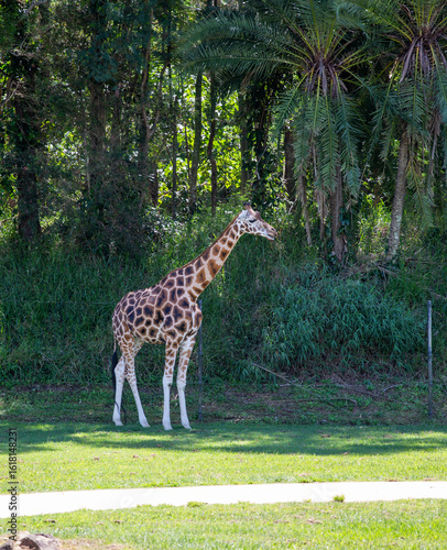 Canvas Print Giraffe, Australia Zoo, Australia