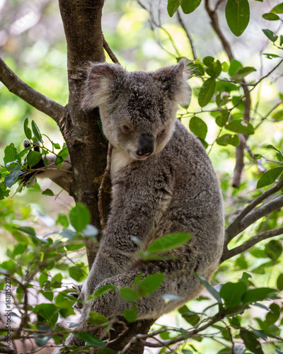 Canvas Print Wild Koala, Magnetic Island, Australia