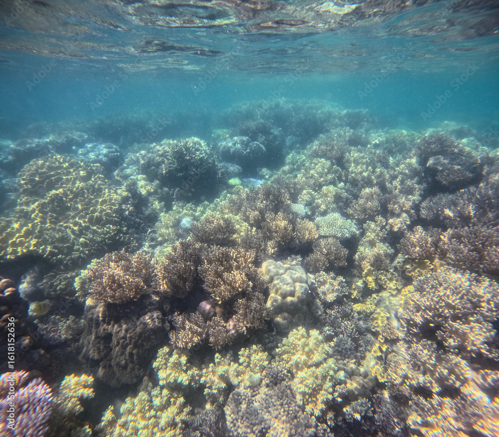 Naklejka premium Great Barrier Reef, Australia