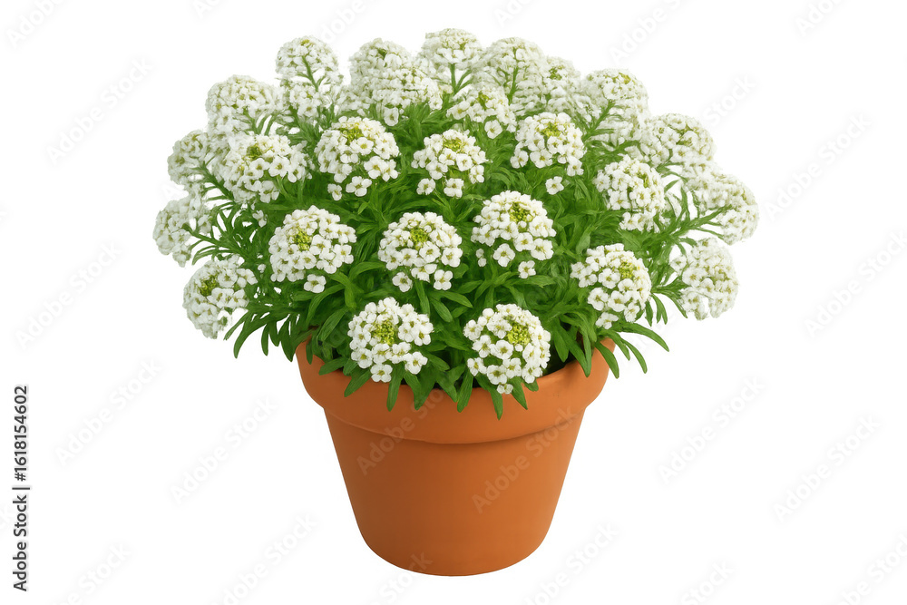 Naklejka premium Small white flowers of alyssum maritimum blooming in a terracotta pot, isolated on transparent background