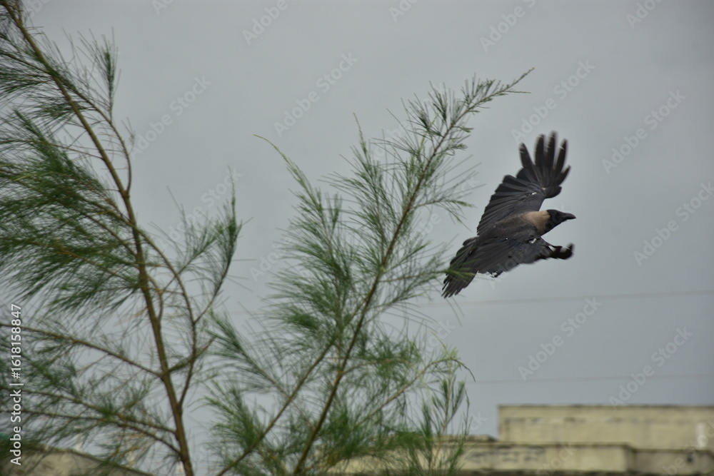 Fototapeta premium Crows perches on a tamarisk tree branch under a cloudy sky