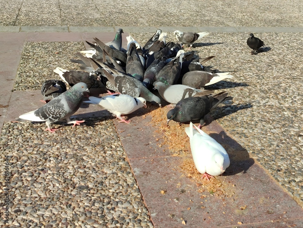 Fototapeta premium Photo image of flock large groups of city pigeons gather to eat bird seed doves eating food on the pavement wallpaper backdrop background ultra hd quality resolution poster banner