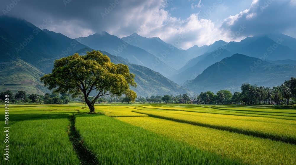 Naklejka premium Rice Field with Tree and Mountain Backdrop