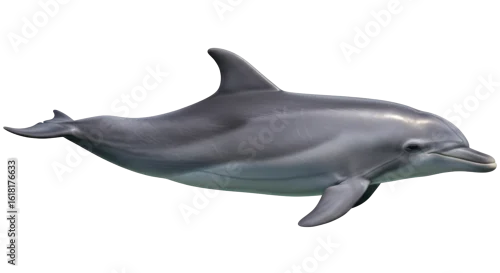 Fototapeta Isolated Dolphin