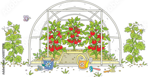 Green cucumbers and red tomatoes in a greenhouse with gardening tools in a summer vegetable garden, vector cartoon illustration on a white background