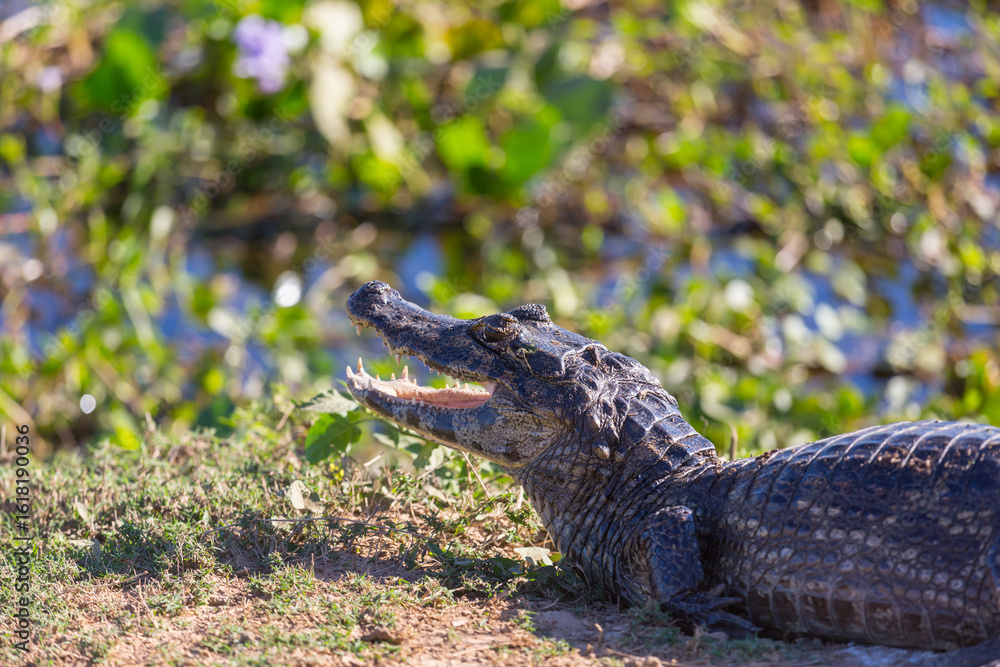 Obraz premium Caiman