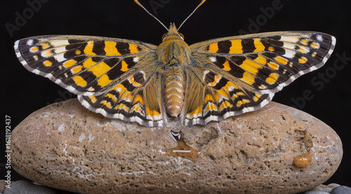 butterfly on a black background