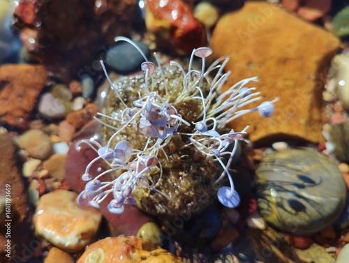 Fotografie Acetabularia acetabulum beautiful marine species green algae blooming underwater