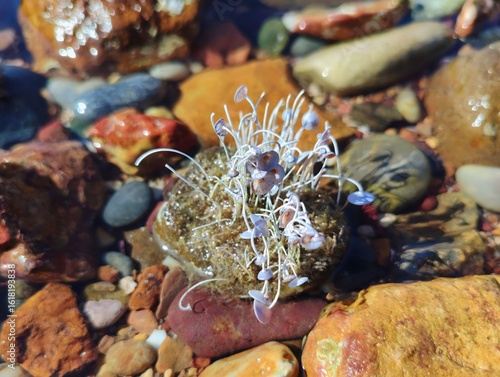 Fotografie Acetabularia acetabulum beautiful marine species green algae blooming underwater