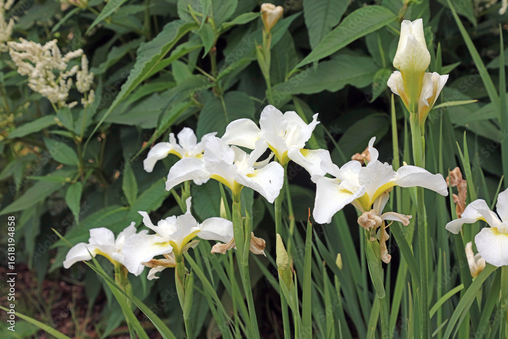Fototapeta premium Closeup of white Japanese water iris plants, Derbyshire England 