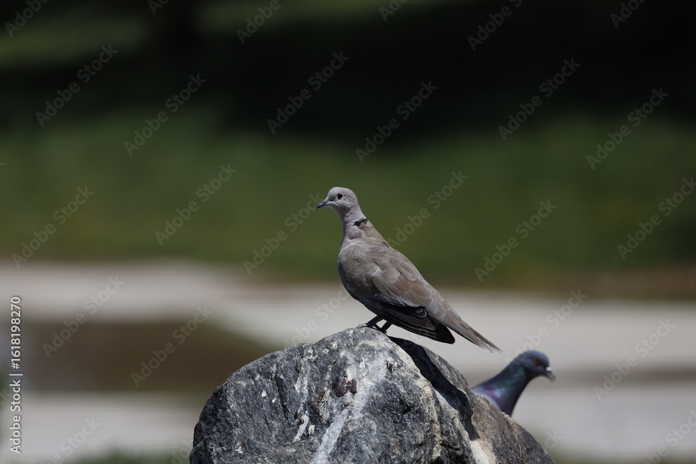 Fototapeta premium dove, bird, nature, crow, black, wildlife, animal, blackbird, wild, raven, beak, birds, jackdaw, feather, green, feathers, corvus, branch