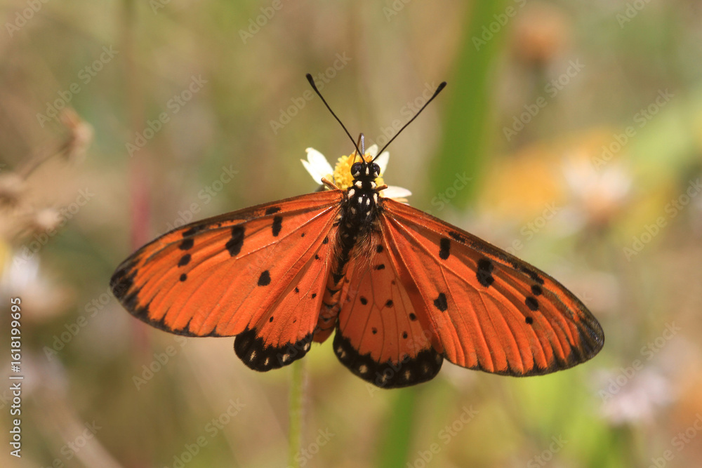 Naklejka premium Tropischer Schmetterling auf Blüte, Monarch Falter (Acraea violae)