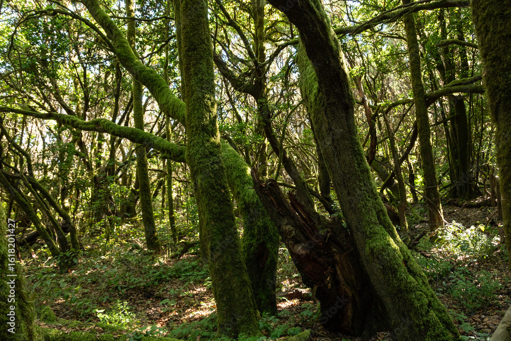 Detalles de corteza y musgo en el bosque de La Gomera Detalles de corteza y musgo en el bosque de La Gomera