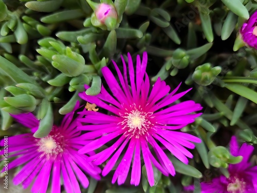 Beautiful clump of close-up photo image of delosperma lydenbergense  carpobrotus cooperi purple ice plant plaviolet flower decorative background  banner hd ultra high resolution quality wallpaper