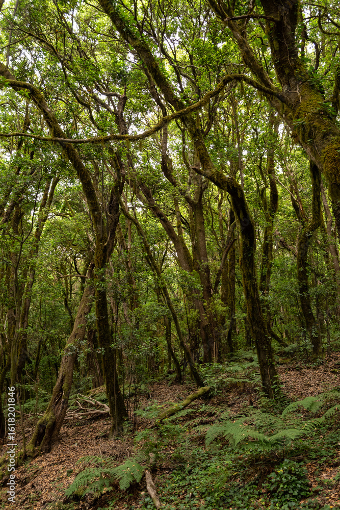 Paseo con luz natural en el corazón del bosque del Cedro en La Gomera Paseo con luz natural en el corazón del bosque del Cedro en La Gomera
