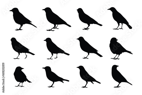 Silhouette Birds Array: A striking silhouette array of birds, meticulously arranged to showcase the elegant forms and natural postures of various avian species.