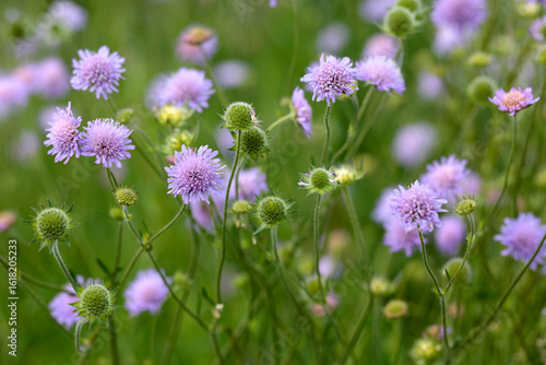 Acker-Skabiosen oder Acker-Witwenblume (Knautia arvensis) Wildpflanze mit blauen Blüten 