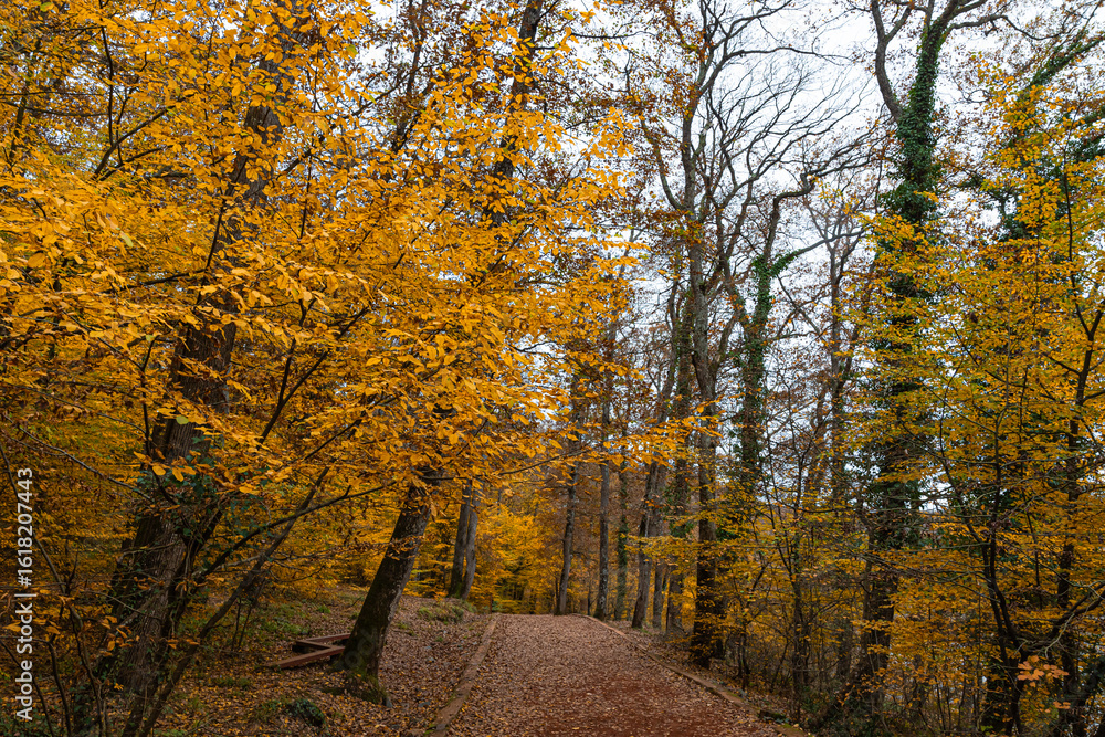 Fototapeta premium Autumn background photo. Golden leaves on the trees in the fall