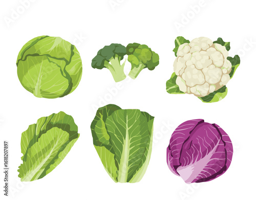 cauliflower isolated on white background