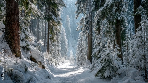 A snowy road through a serene, snow-covered forest, evoking the magic of winter. The trees are laden with snow, and a path guides the viewer into the heart of the scene.