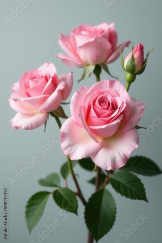 Delicate pink roses, soft gray backdrop, spring bloom , elegant, bloom, blossom