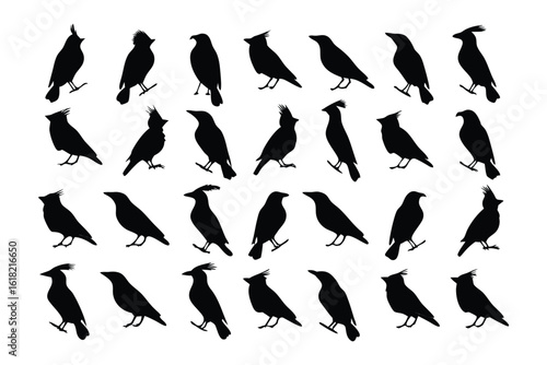 Silhouette Birds in Unity: An intricate assemblage of silhouette birds gracefully arranged, this evocative design whispers a silent story of collective flight. Featuring birds set on a blank canvas