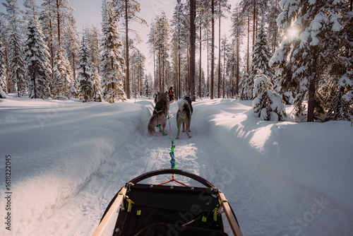 Dog sleeding in arctic circle