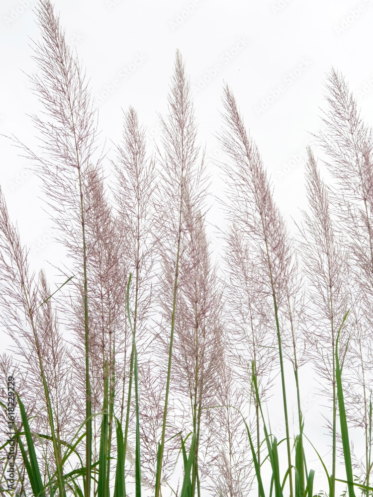 Fototapeta premium ヨシススキ