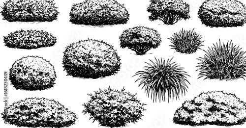 Hand draw sketch bush shrub in monochrome color. Vector illustration garden plant isolated on white background.
