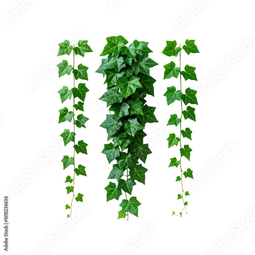 Wallpaper Mural Hanging ivy plant with vibrant green leaves, isolated on transparent background Torontodigital.ca