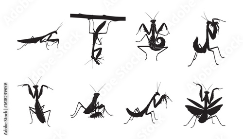 Set of a praying mantis silhouettes in various poses, vector icon collection. Collection of black praying mantis insect icons showing different behaviors isolated On white background