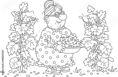 Happy granny gardener harvesting ripe cucumbers in her summer kitchen garden, black and white vector cartoon illustration for a coloring book