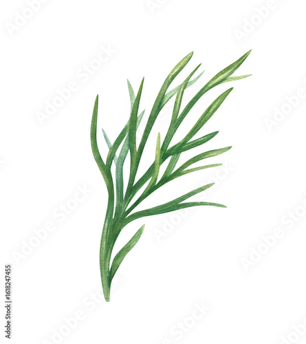 Bild auf Leinwand fresh green dill sprig watercolor floral illustration isolated background