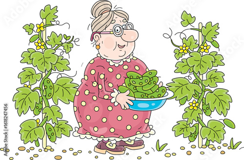 Happy granny gardener harvesting ripe green cucumbers in her summer kitchen garden, vector cartoon illustration on a white background