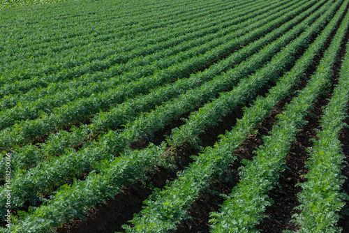 many rows of carrot plants on a field