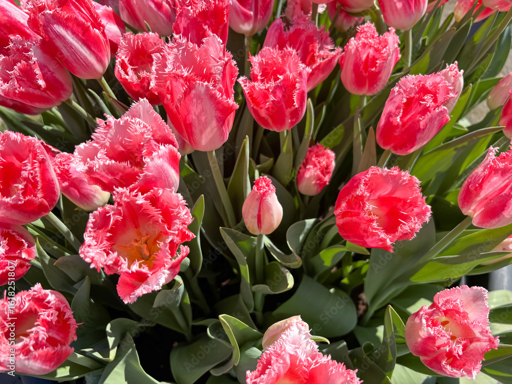 Fototapeta premium A collection of bright pink tulip with frilled edge open under the spring sun, bringing joy and beauty to the garden. A single bud hints at future bloom.